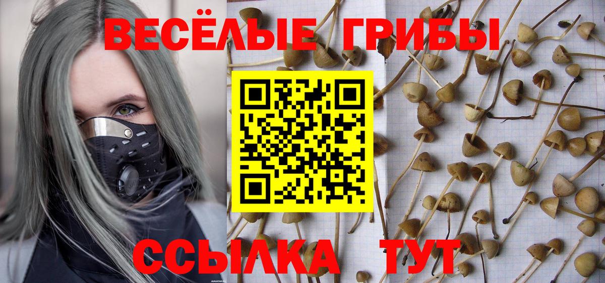 Галлюциногенные грибы Psilocybine cubensis Чита